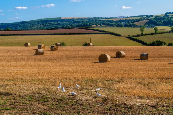 Weiße Tauben Und Heuballen Englische Landschaft Wie Baumwollrollen lizenzfreie Stockfotos