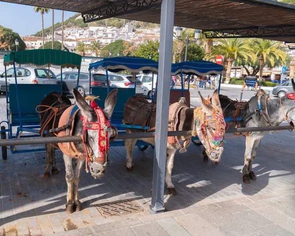 stock image Donkies taxi service for tourists Spanish white village of Mijas Pueblo, Spain on Wednesday 22nd February 2023