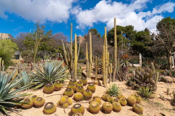Kaktusväxter Benalmadena Parque Paloma Vacker Park Och Grönområde Spanien Costa — Stockfoto