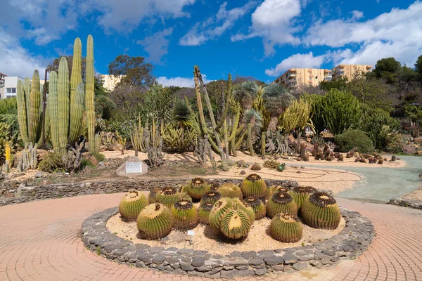 Kaktusväxter Parque Paloma Vacker Park Och Grönområde Benalmadena Spanien Costa — Stockfoto