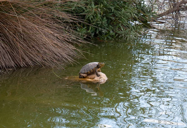 Turtle Benalmadena Park Andalusia Spain Costa Del Sol — Stock Photo, Image