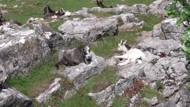 Duas Cabras Selvagens Selvagens Rochas Topo Cheddar Gorge Somerset Inglaterra — Vídeo de Stock
