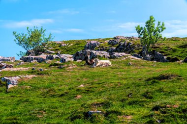 Cheddar Gorge İngiltere 'de vahşi ve vahşi Somerset keçileri