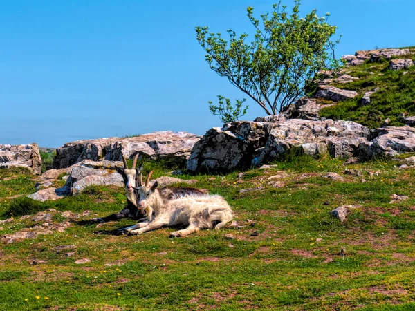 Vahşi Keçiler Çedar Vadisi Somerset Ngiltere — Stok fotoğraf