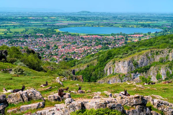 Cheddar Gorge View Wild Goats Cheddar Reservoir Somerset England — Stock Photo, Image
