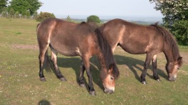 Wild ponies Quantock Hills Somerset England UK