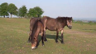 Somerset England UK wild exmoor ponies