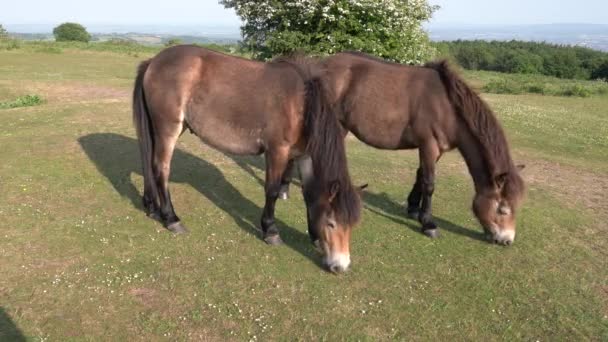 Exmoor Pony Quantock Hills Somerset Engeland — Stockvideo