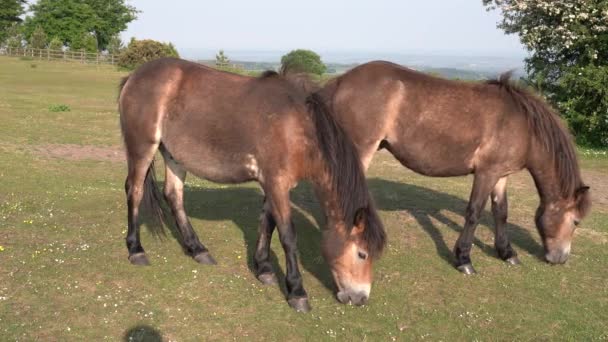 Wild Ponies Quantock Hills Somerset England — Stock video