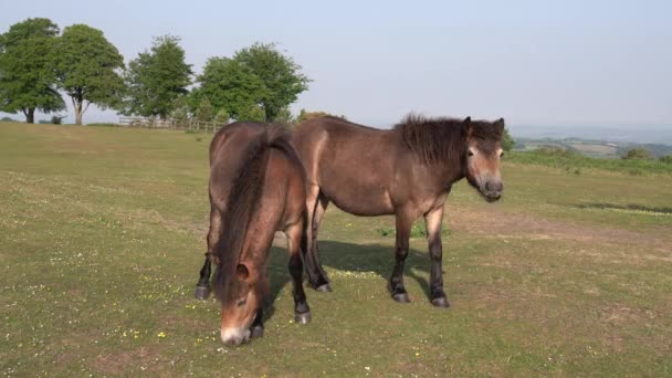 Somerset England Wild Exmoor Ponies — Stockvideo
