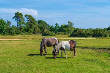 İki vahşi midilli otlakta otluyor New Forest Park Hampshire İngiltere Uk