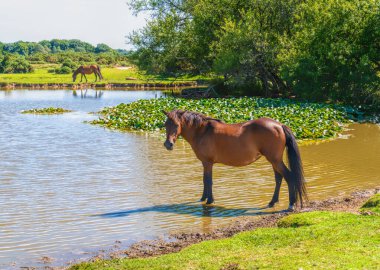 Vahşi midilli gölde serinliyor New Forest Ulusal Parkı Hampshire İngiltere Uk