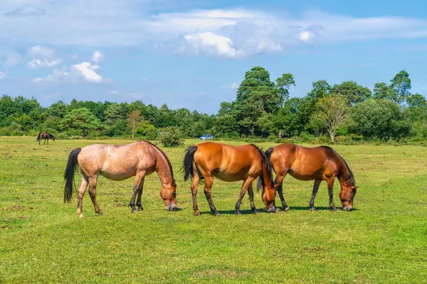 Yeni Orman Midillileri Hampshire İngiltere Uk turistik merkezi ve ulusal park