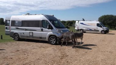 NEW FOREST, HAMPSHIRE, 18 Temmuz 2024: 18 Temmuz 2024: Donkies by campervan in the New Forest, Hampshire, 18 Temmuz 2024