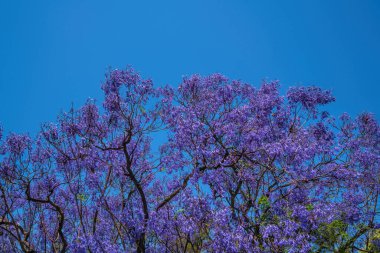 Renkli jakaranda ağacı mor çiçekler ve mavi gökyüzü güzel. 