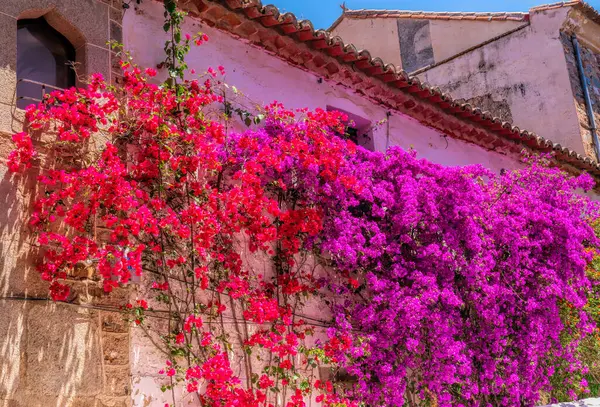 Bougainvillea çiçekleri eski şehir duvarına karşı mor ve kırmızı Caceres İspanya