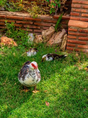 Duck Marina d 'Or Bahçeleri Oropesa del Mar İspanya Turizm Merkezi
