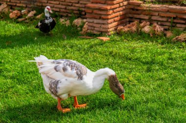 Duck Marina d 'Or Bahçeleri Oropesa del Mar İspanya Turizm Merkezi