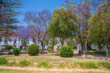 Portimao 'daki parkta renkli mor jakaranda ağaçları Algarve Portekiz