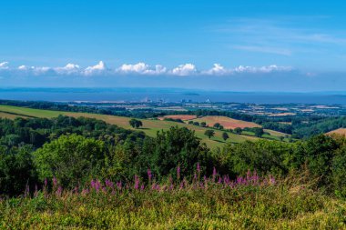 Pembe yabani çiçekler Somerset İngiltere kırsal kesimde parlak ve renkli önplanda pembe çiçekler