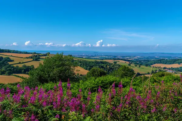 Somerset görüntüsü İngiltere kırsal kesimi Hinkley Point, Quantock Hills parlak ve renkli ön planda pembe çiçeklerle