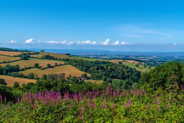Pembe ateş otu çiçekleri Somerset İngiltere parlak ve renkli
