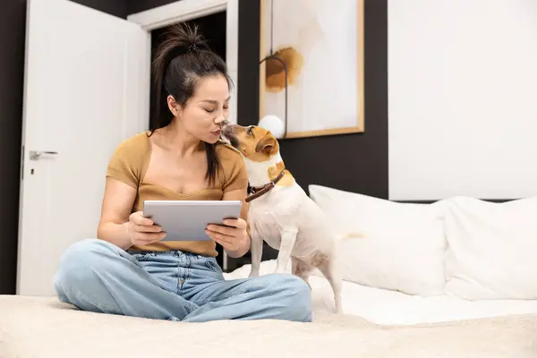 Woman Using Tablet Curious Dog Bed Cozy Lifestyle Pet Love Stock Photo