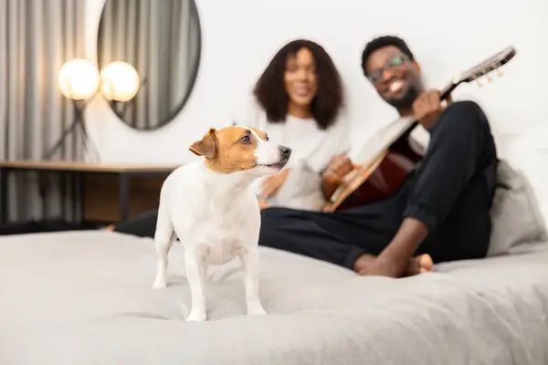 Mutlu Çift Evde Köpekle Gitar Çalıyor Evde Rahat Bir Yaşam - Stok İmaj