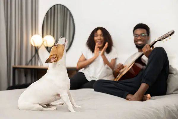 Glædeligt Par Med Hund Hjemme Mand Spiller Guitar Happy Indoor Stock-billede