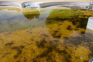 Terk edilmiş bir havuzda durgun su.