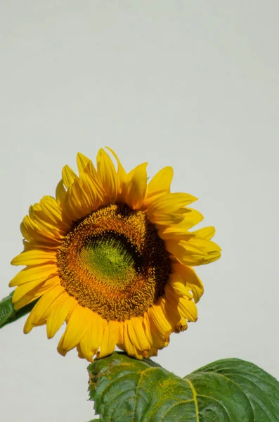 Sonnenblume Blume Isoliert Auf Einem Hellen Hintergrund — Stockfoto