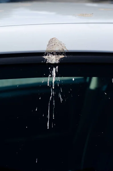 seagull shitting on the window of a white car