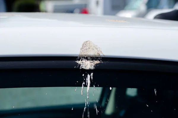 stock image a seagull shitting on a white car window