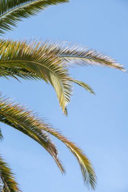 Arka planda mavi gökyüzü olan palmiye yaprakları