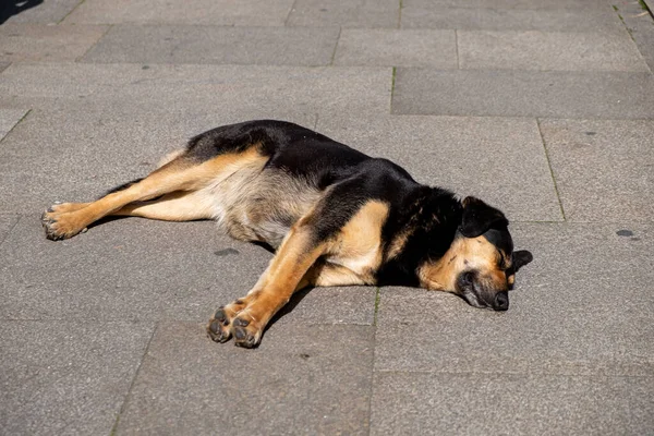 Stock image Dog resting lying on a stone slab floor in a day of heat