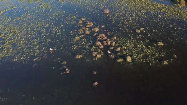 在湿地搜寻食物的鹤的航拍图 — 图库视频影像