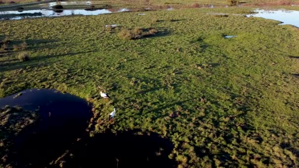 Aerial View Storks Foraging Wetland — Stock Video