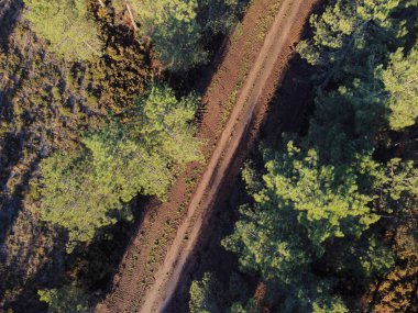 Bir çam ormanının havadan görünüşü toprak bir pistle kesişiyor.