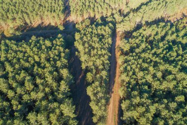 Toprak yollarla çevrili bir çam ormanının havadan görünüşü