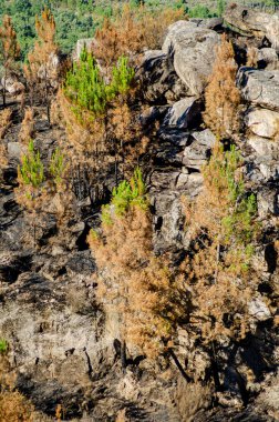 Orman yangınından etkilenen bir dağın manzarası