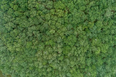 Bulutlu bir günde bir meşe ormanının hava manzarası, ekosistem kavramı