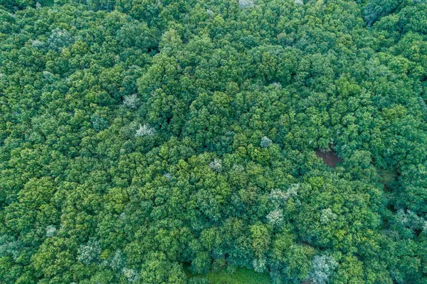 stock image aerial view of an oak forest on a cloudy day, ecology concept