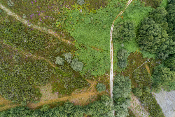 Aerial overhead view of an oak forest on a cloudy day, ecosystem concept