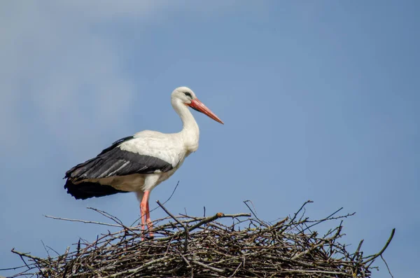 White Stork Standing Nest Blue Sky Day — Stock Photo, Image