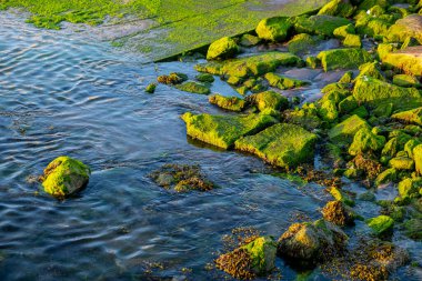 Sahilin kıyısındaki bir iskelenin rampasının yanındaki yosun kaplı taşlar.