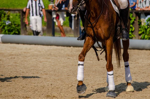 detail of the legs of a horse in a horseball game, equestrian sports concept