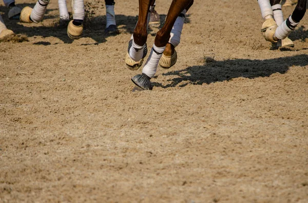 Visão Parcial Pernas Cavalo Cavalo — Fotografia de Stock