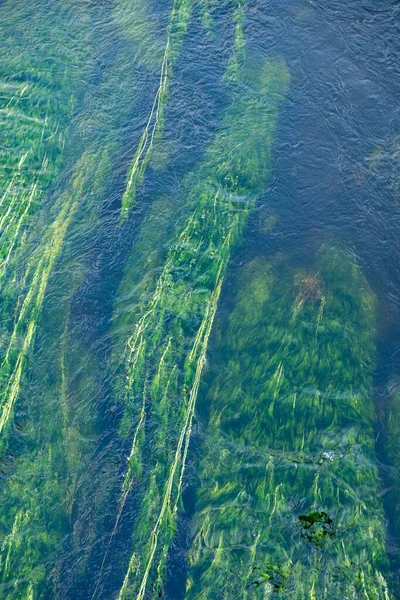 Φύκια Μια Κοίτη Ποταμού Έννοια Οικολογία — Φωτογραφία Αρχείου