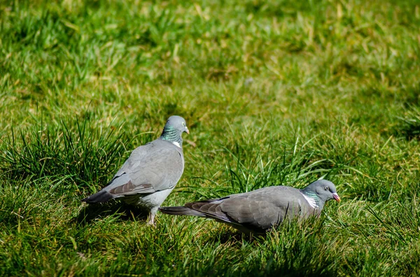 Deux Pigeons Couchés Sur Herbe — Photo