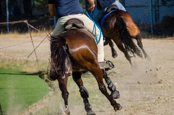 レースで競争する2頭の馬 — ストック写真